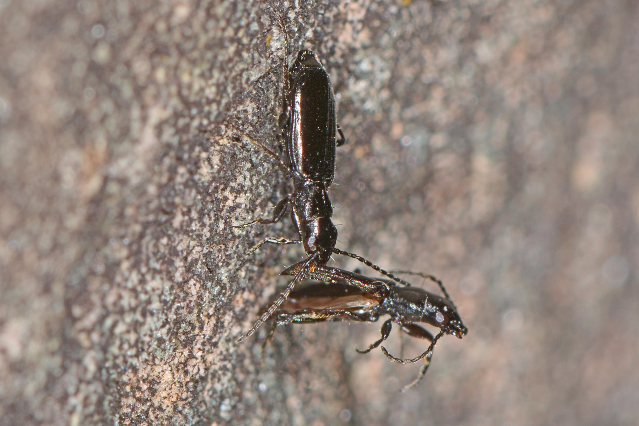 Carabidae: Apristus europaeus: il 